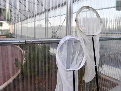 I lepidotteri vengono catturati con appositi retini, per poi essere curati, nutriti e soprattutto messi nelle condizioni di procreare in un ambiente protetto